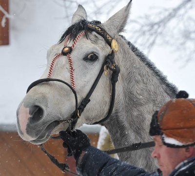 Horse  Sledge_02.jpg
