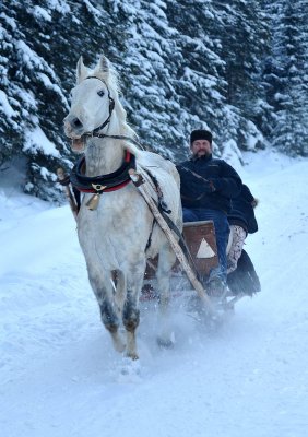 Horse  Sledge_05.jpg