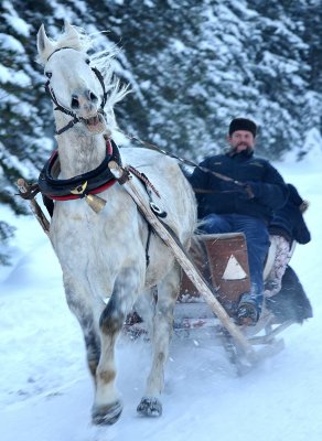 Horse  Sledge_06.jpg