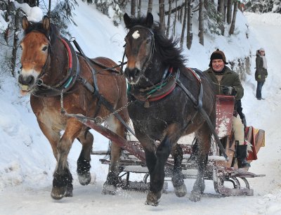 Horse  Sledge_13.jpg