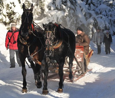 Horse  Sledge_17.jpg