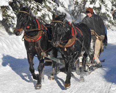 Horse  Sledge_21.jpg