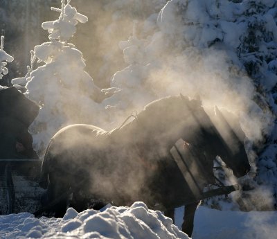 Horse  Sledge_24.jpg