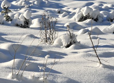 Winter Scenes_45.jpg