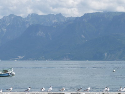 line of seagulls
