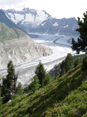 Aletsch forest and glacier