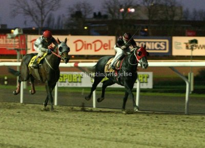 img_9073c.jpg (Swing That Cat & Golden Metalimo)