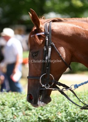 img_8694b.jpg (Clauses Polly)