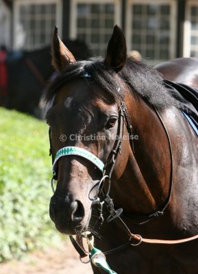 img_9293b.jpg (Bongo Bello)