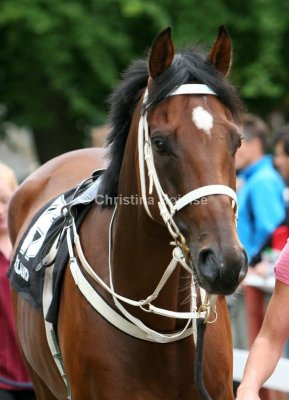 img_3250c.jpg (He Magic)