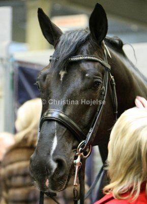 6613a.jpg  (UNO Don Diego)