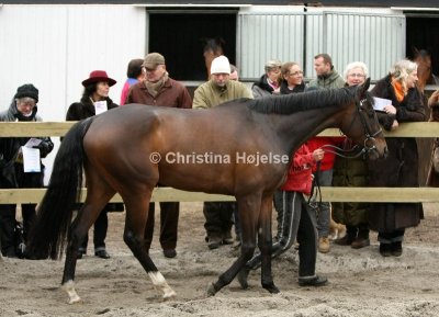 9433a.jpg (Marron)