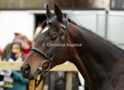 9439a.jpg (Marron)