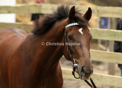9455a.jpg (Sitano)