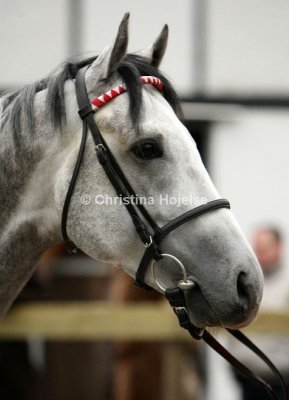 9647a.jpg (Mighty Alfred)