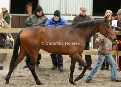9946b.jpg (Fauve)