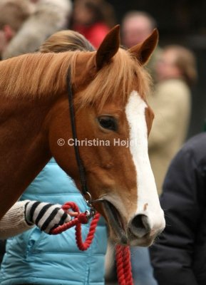 9994b.jpg (Royal Legend)