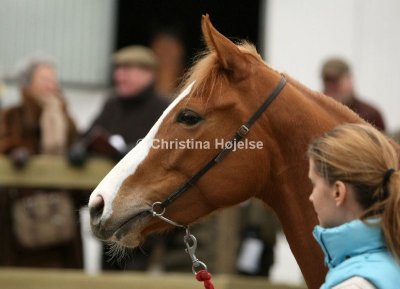0021b.jpg (Royal Legend)
