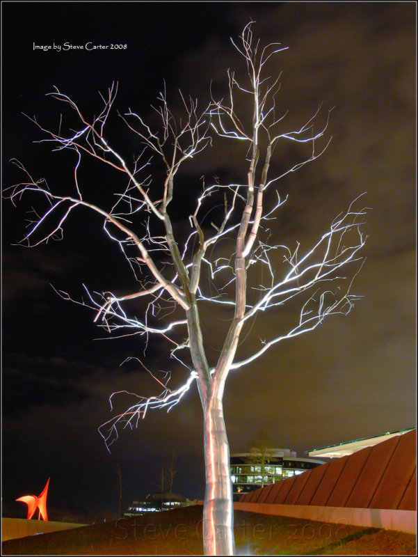 Special Tree at the Olympic Sculpture Park