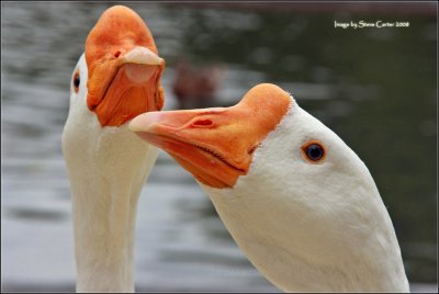 Hungry Geese