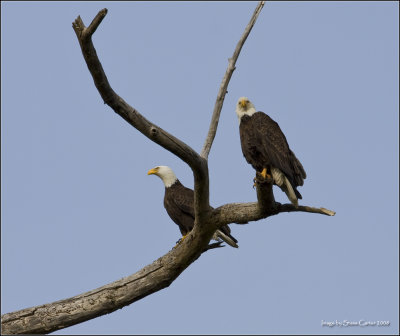 Protective Eagles