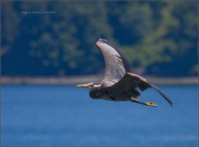 Blue Heron on the Prowl
