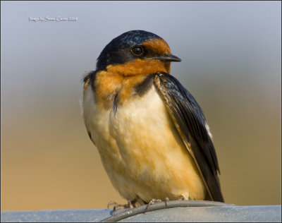 Tired Swallow