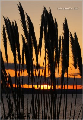 Sunset in the Pampas Grass