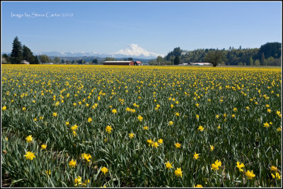Mt Rainier and Daffodils