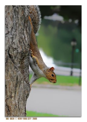 Squirrel