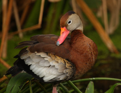 black bellied whistling duck