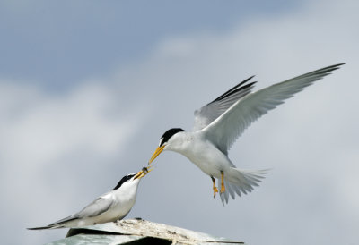 mami_tern.jpg