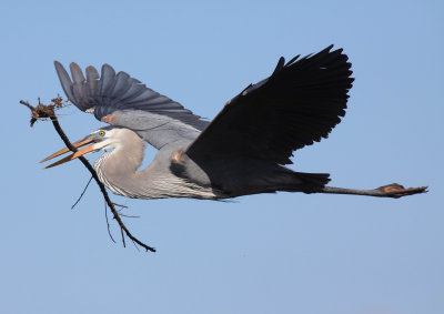 Herons - Garzas