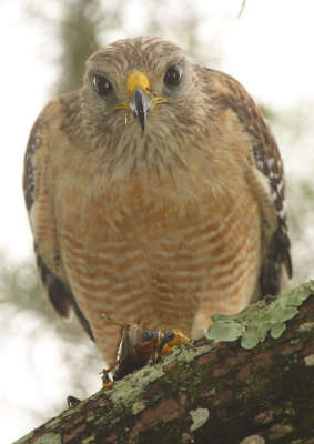 red shouldered hawk