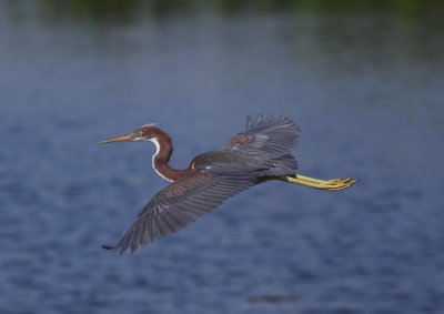 tricolored heron