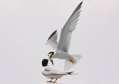 least tern