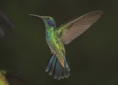 colibri