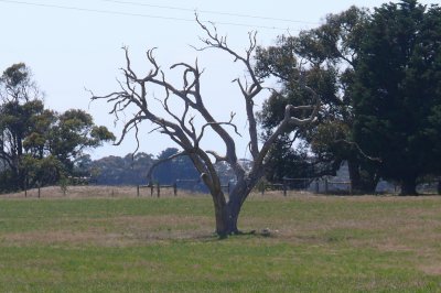 The Great Ocean Rd-Australia 024.jpg