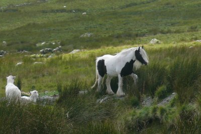 Snowdonia-Wales2.JPG