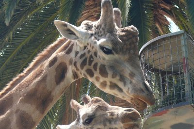 Melbourne-Australia Zoo 120.jpg