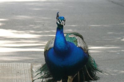 Melbourne-Australia Zoo 024.jpg