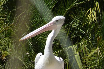 Melbourne-Australia Zoo 285.jpg