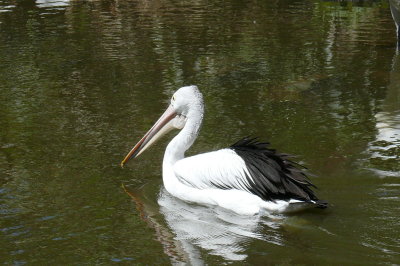 Melbourne-Australia Zoo 316.jpg