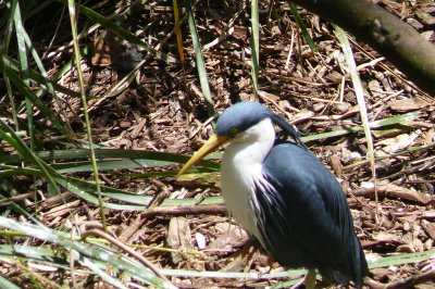 Melbourne-Australia Zoo 245.jpg