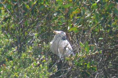 The Great Ocean Rd-Australia 010.jpg