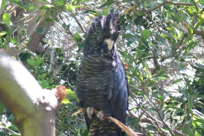 Melbourne-Australia Zoo 202.jpg