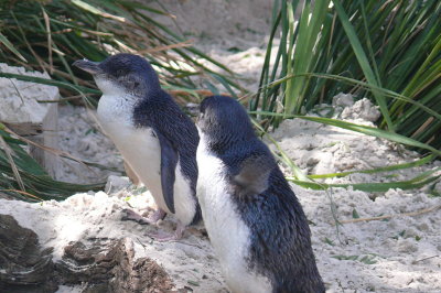 Melbourne-Australia Zoo 423.jpg