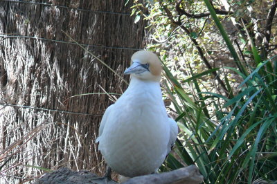 Melbourne-Australia Zoo 432.jpg