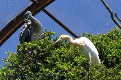 Melbourne-Australia Zoo 190.jpg