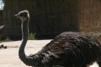 Melbourne-Australia Zoo 428.jpg